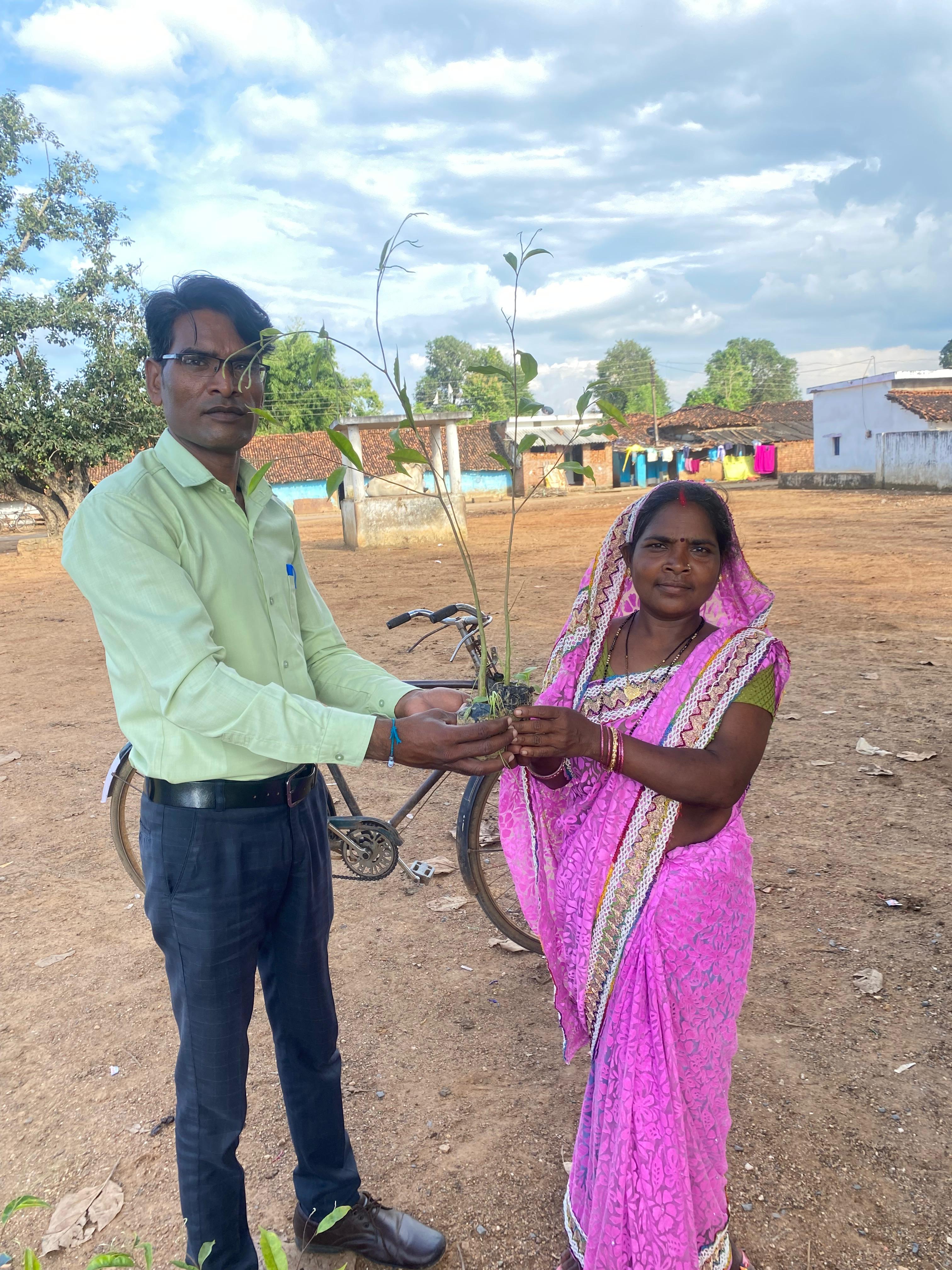 Farmer planting agarwood saplings