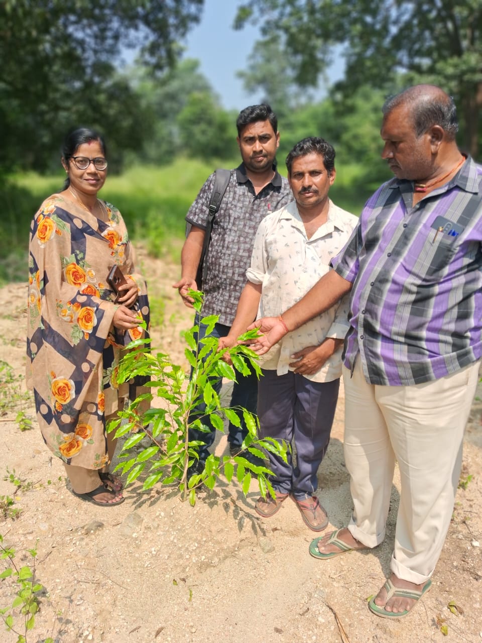 Wide view of agarwood plantation