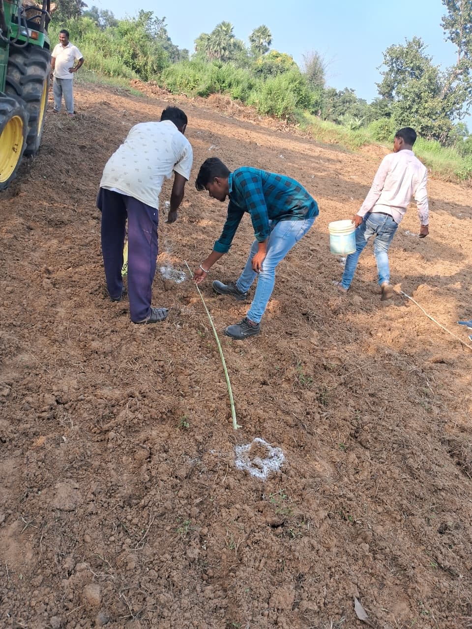 Wide view of agarwood plantation